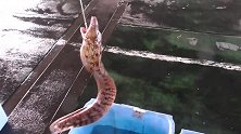 纯野生的海鳗，一不小心钓了一桶