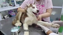 主人带狗到医院打针，还没打狗扛着主人跑了，旁边的人直接笑趴