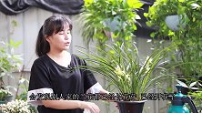 给兰花追肥，没用对它最爱的“补品”，难怪它不开花！