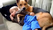 小宝宝躺在沙发上看电视，狗狗温馨的抱着小宝宝，好萌哦！