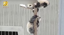 19级熊猫宝宝集体亮相 20只滚滚 “圆”气十足拜大年