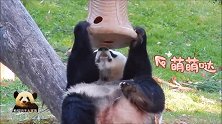 熊猫美香早已摸清了奶爸奶妈的“套路”，吃前只需摇一摇！好聪明