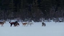 8只雪橇犬雪地行走，二哈带头不停咆哮，主人直接把领头犬换了！