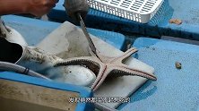 渔民捕鱼转卖鱼，锤子刀具一敲，当场破开海星，围观食客：不错！