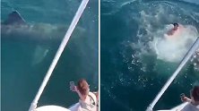 国外两名醉酒男子跳到姥鲨背上，被网友骂白痴