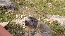 土拨鼠你的节操呢只要给吃的就让抱，能抱回家养起来吗