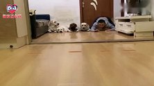 主人和狗狗赛文教老四学习，老四：等我睡醒再说！看完忍住别笑