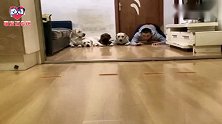 主人和狗狗赛文教老四学习，老四：等我睡醒再说！看完忍住别笑