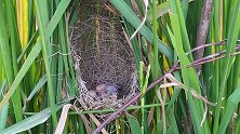 稻苗里藏着一窝鸟，看看鸟妈如何照顾幼崽！