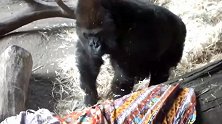 欣赏一下黑猩猩的风采，美吗？