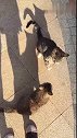 猫：我们开玩笑的，你还发火呀！