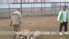 雄狮突然发狂扑向饲养员，一旁的母狮突然上前，镜头拍下感人瞬间