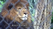 世界上最大的狮子，全长可达到四米，被人类当成斗兽使用