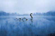 尼斯湖拍到巨型鳗鱼视频 或佐证本月初专家DNA研究发现