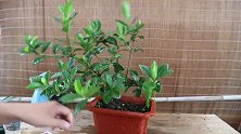 栀子花黄叶止不住？剪一刀、浇点酸水，20天叶片油绿、翠亮