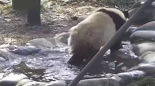 一只在水池里玩的不亦乐乎的熊猫宝宝，看到这小背影，简直萌翻了