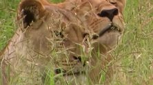 狮王巡视领地时，一只雌狮被狮王吸引，走了上去与它进行配合