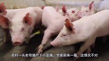 农村一头老母猪产下小金猪，专家前来一看：这情况不对！