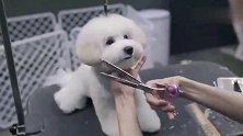 小狗狗剪发好乖呀，剪完怎么感觉变憨了呢，现实与理想的差距