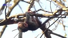 新生儿死死地抱住树枝，它担心掉下去呢！