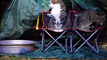 在猫咪面前玩火的主人，猫咪不屑一顾的样子，主人好气啊！