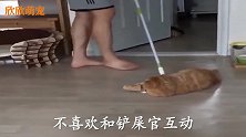 猫粮被花枝鼠抢了之后，猫咪的做法让人大跌眼镜！