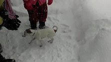 狗狗在雪天完全放飞自我，玩的停不下来，你觉得呢
