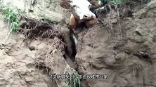 不走寻常路！走失千斤老牛终寻见，主人却犯了难！