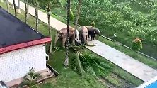 云南勐腊：“干饭象”来了！野象一家闯入边检站淡定吃播