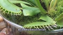 把手指放进捕蝇草，24小时后发生了什么？真让人大开眼界