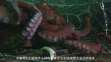 章鱼神速捕食螃蟹，螃蟹：我就晒个太阳的功夫就被它给绑架了？