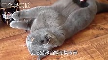 猫咪与蟾蜍夹击蛇，谁能更胜一筹？镜头拍下全过程！