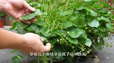 铜钱草开花不是好事，给它剪个“光头”然后再分株，更好管理