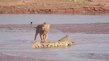 狮子过河时，却被潜伏在水里的鳄鱼一口吃掉，让人胆战心惊