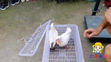 出壳20天小鸽子，肉鸽和元宝鸽啥区别，现场对比，分享给网友！