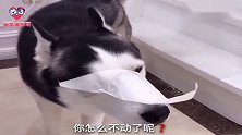 主人没事逗哈士奇寻开心，二哈：再逗我给你把家拆了！忍住别笑啊