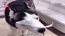主人没事逗哈士奇寻开心，二哈：再逗我给你把家拆了！忍住别笑啊