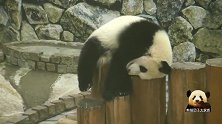 熊猫宝宝瘫在木桩上，摆出生无可恋地“废熊”造型，太可爱了吧！