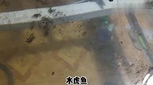 突然决定不给观赏鱼换水，因为晾晒的水质不到位，如何去观察呢？
