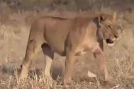 母狮外出狩猎伤痕累累归来，还不忘给雄狮带块肉！