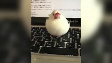 你怎么站在这里啊，看着肥嘟嘟的，真的是很好玩啊！