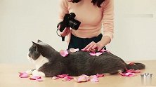花那么多钱养猫，到底有什么用八个妙招教你怎么“利用”你家猫