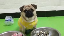 巴哥犬要饭的生意不错，还让男主下次带一兜，真逗