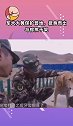 军犬大黄保护营地，挺身而出与棕熊干架