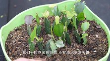 蟹爪兰移栽不久出现黑腐，跟这些问题脱不了干系！