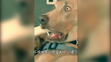 狗狗和主人看鬼片，吓得零食都忘嚼了，这表情太滑稽了！