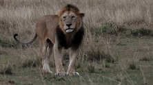 动物世界：疤面雄狮和逗留的狮群