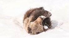 熊熊在雪地里快乐地打滚，是第一次见到雪的南方熊吧！