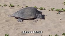 一只大海龟紧随游船不愿离去，好心人捞起检查一番，心都要碎了