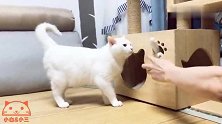 铲屎官与两只猫玩得不亦乐乎，萌萌的小猫爪子